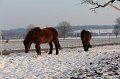 Winterweide 11-12 (143)